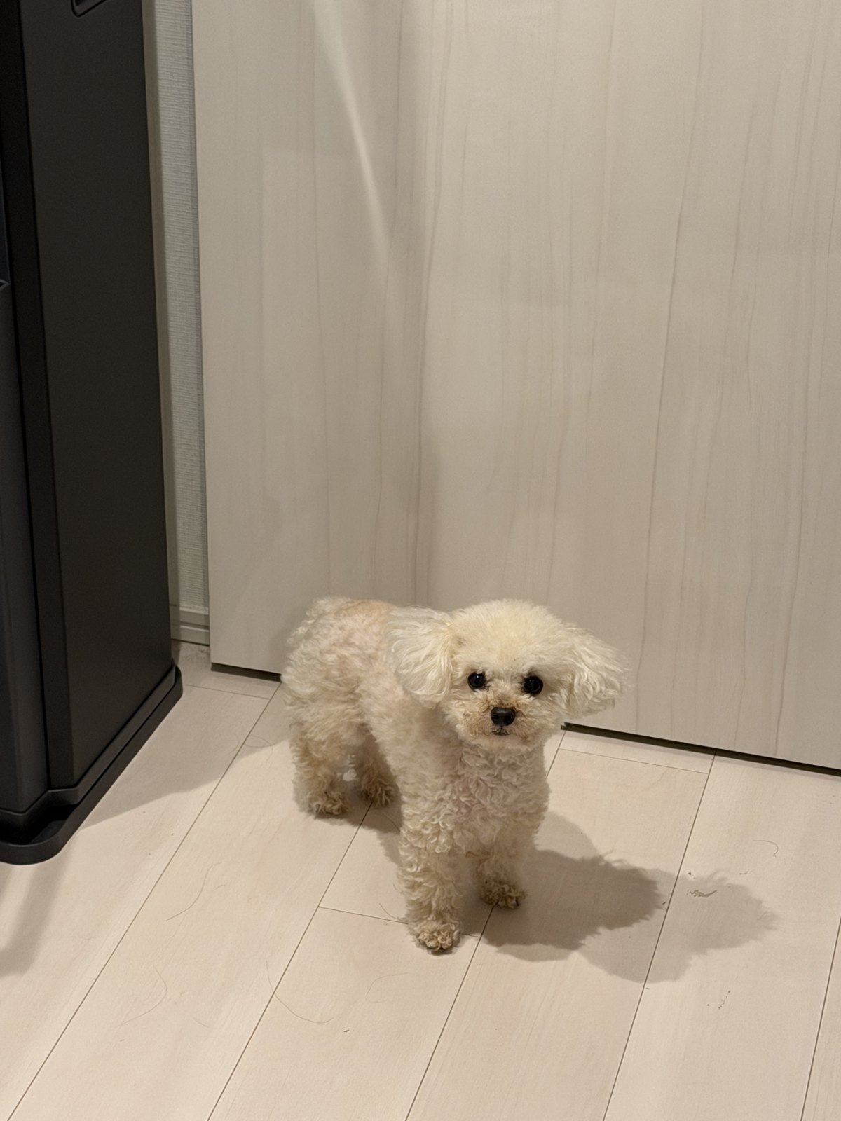 sana の愛犬